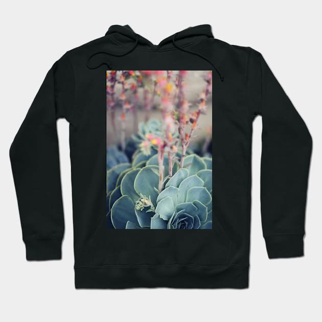 Echeveria #4 Hoodie by ALICIABOCK